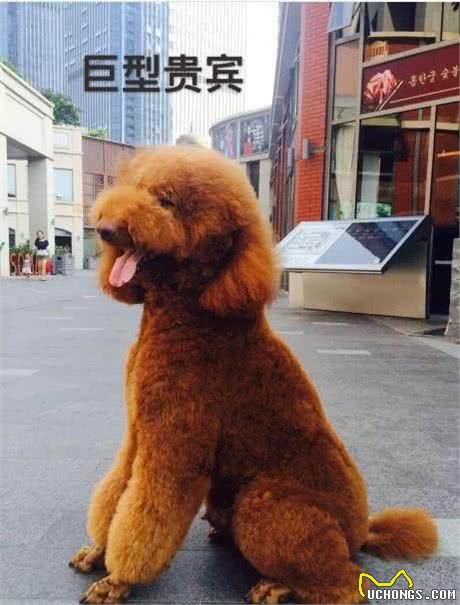 辟谣：巨型贵宾犬少人养，不只是因为城市禁养，还离不开这5点