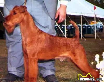 关于梗犬的历史