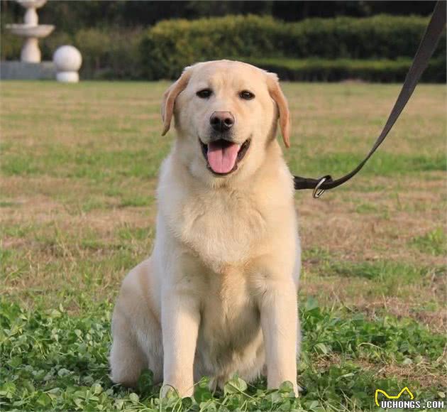 世界十大最听话的狗狗排名，中华田园犬排第四，榜首说不定你也有