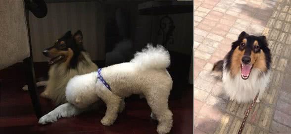 马路中间漂亮的苏牧犬，网友苦寻未果后为其免费找了新主人！