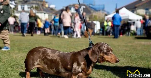 腊肠犬易患的4种疾病，原因大多和吃的有关，主人你知道吗？