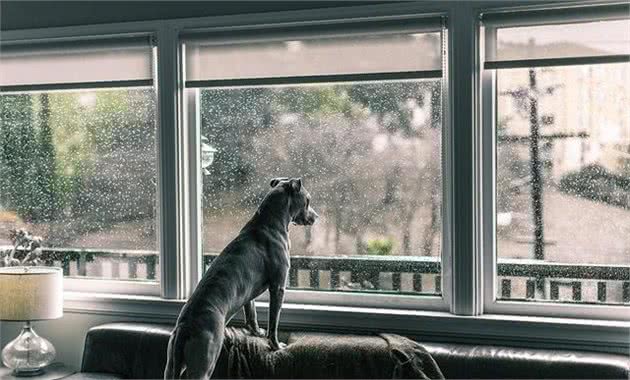 陪狗狗在家里玩的五个游戏，下雨天也不必愁，轻松消耗狗狗精力