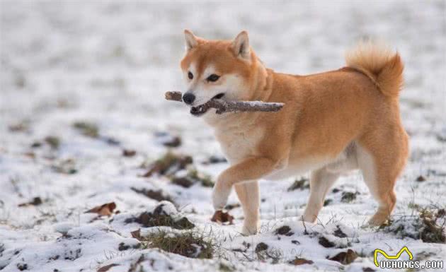 秋田犬什么时候换毛？秋田犬换毛期的注意事项