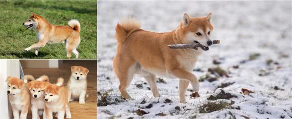 秋田犬什么时候换毛？秋田犬换毛期的注意事项