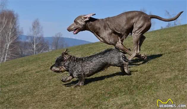 沉寂百年的德国猛犬，好像破咒而出的野兽，能力完爆德牧犬，罗威纳