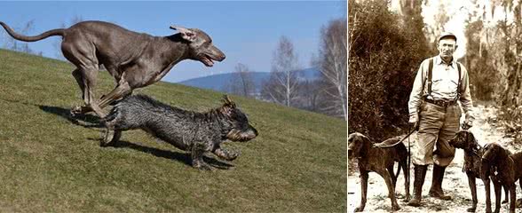 沉寂百年的德国猛犬，好像破咒而出的野兽，能力完爆德牧犬，罗威纳