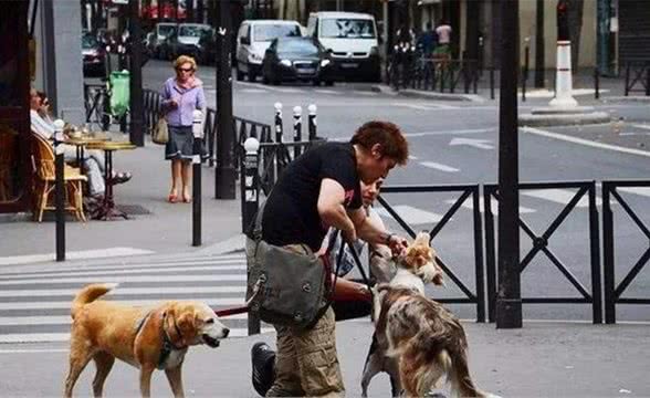 看德国人养狗的那些事流浪狗来源和国情没有关系，是人的问题