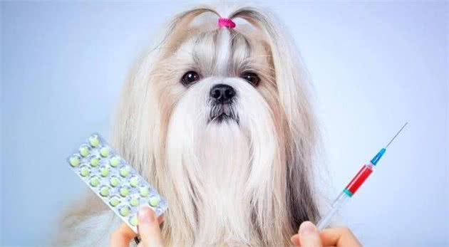 养狗家中需要必备物品?