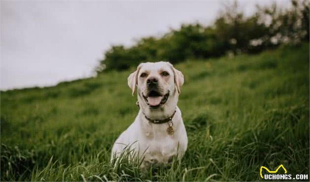 养狗家中需要必备物品?