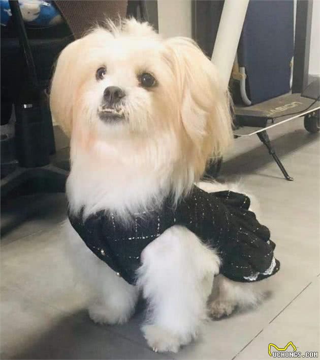 养狗家中需要必备物品?