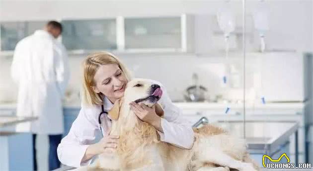 养狗家中需要必备物品?