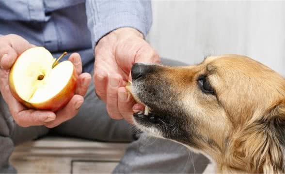 犬拉稀怎么办有什么应急办法