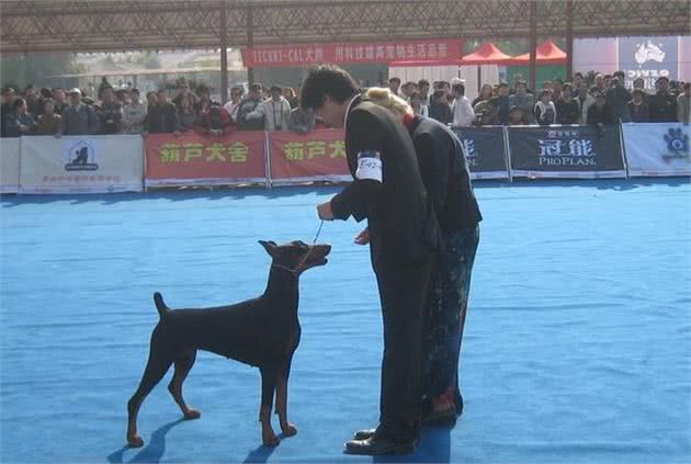 德系杜宾犬和美系的区别