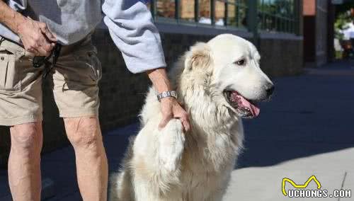 家有老狗，如何呵护？6方面照顾老年宠物犬