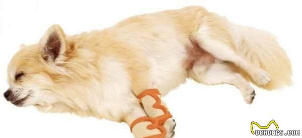家有老狗，如何呵护？6方面照顾老年宠物犬