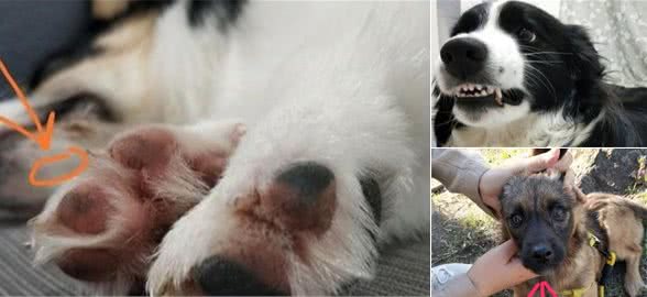 狗狗犯错了我们应不应该靠揍狗来教育它？五点教你正确教育狗狗
