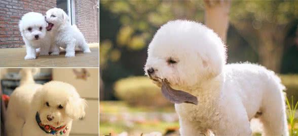 比熊犬的毛发爱打结？，教你一招，让它毛发光亮如新，一梳即开