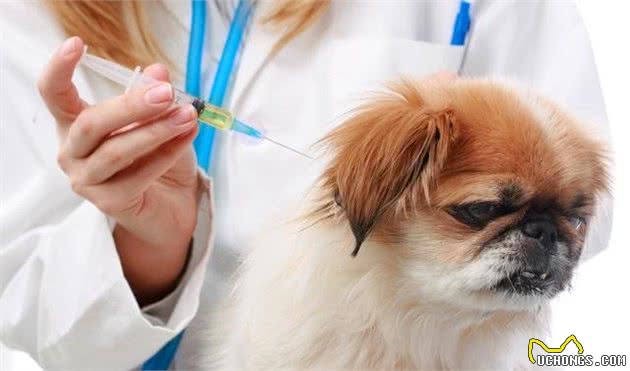 什么是犬细小？犬细小有哪些症状？新手铲屎官应如何预防幼犬细小