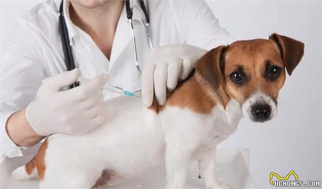 什么是犬细小？犬细小有哪些症状？新手铲屎官应如何预防幼犬细小