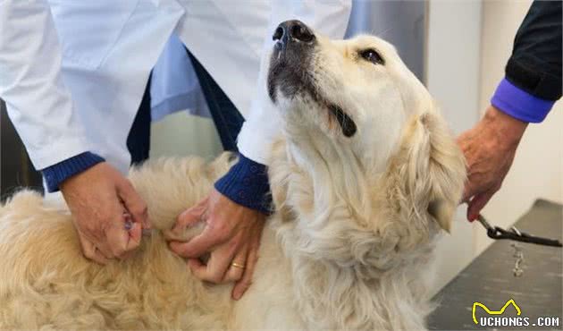 什么是犬细小？犬细小有哪些症状？新手铲屎官应如何预防幼犬细小