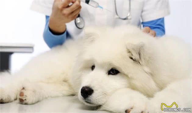 什么是犬细小？犬细小有哪些症状？新手铲屎官应如何预防幼犬细小