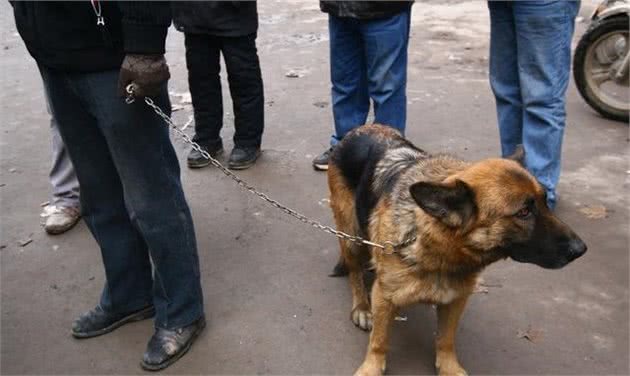 什么是犬细小？犬细小有哪些症状？新手铲屎官应如何预防幼犬细小