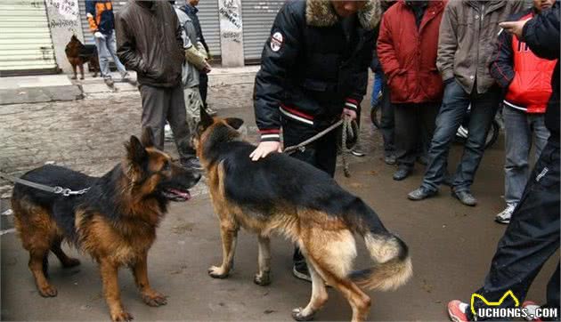 什么是犬细小？犬细小有哪些症状？新手铲屎官应如何预防幼犬细小