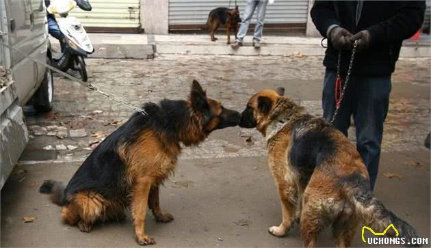 什么是犬细小？犬细小有哪些症状？新手铲屎官应如何预防幼犬细小