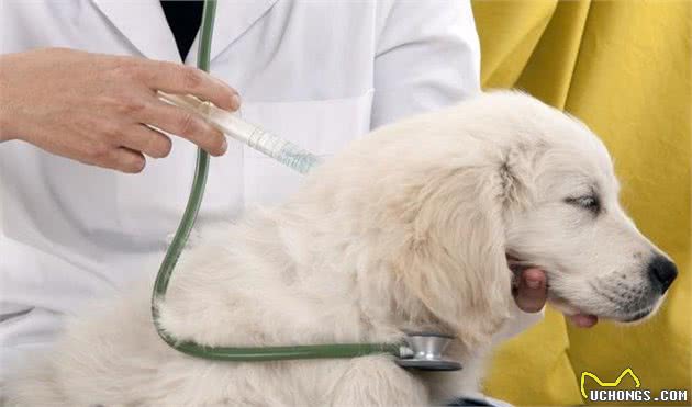 什么是犬细小？犬细小有哪些症状？新手铲屎官应如何预防幼犬细小