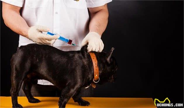 什么是犬细小？犬细小有哪些症状？新手铲屎官应如何预防幼犬细小