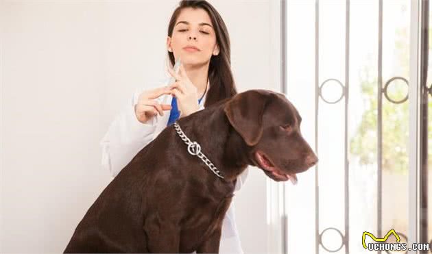 什么是犬细小？犬细小有哪些症状？新手铲屎官应如何预防幼犬细小