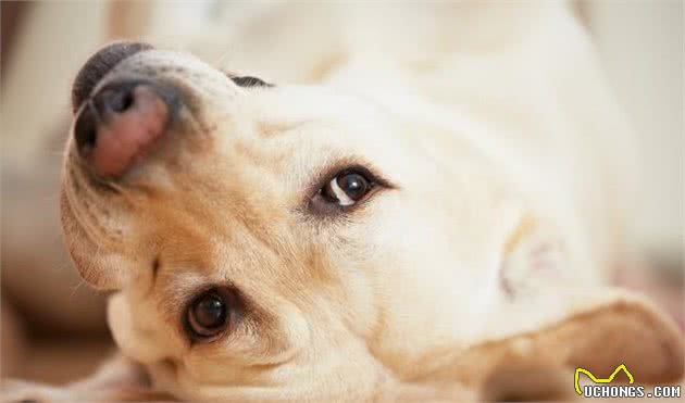 什么是犬细小？犬细小有哪些症状？新手铲屎官应如何预防幼犬细小