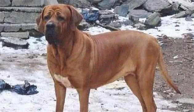 土佐犬，天生的无声的斗士，东方斗犬之王