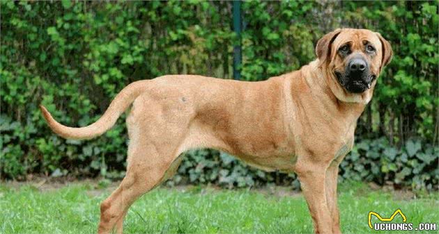 土佐犬，天生的无声的斗士，东方斗犬之王