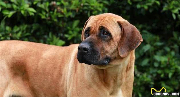土佐犬，天生的无声的斗士，东方斗犬之王