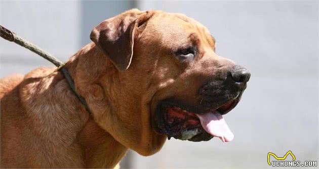 土佐犬，天生的无声的斗士，东方斗犬之王