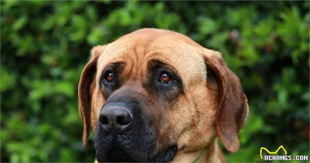 土佐犬，天生的无声的斗士，东方斗犬之王