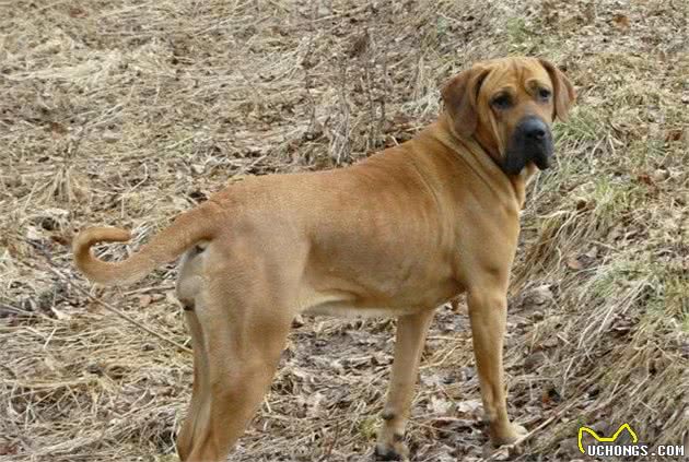 土佐犬，天生的无声的斗士，东方斗犬之王