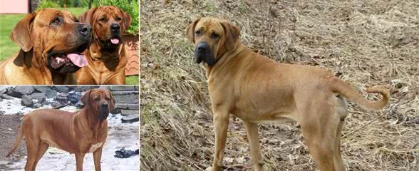 土佐犬，天生的无声的斗士，东方斗犬之王
