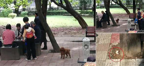 「不文明养犬曝光台」你碰着过哪些不文明养犬行为？