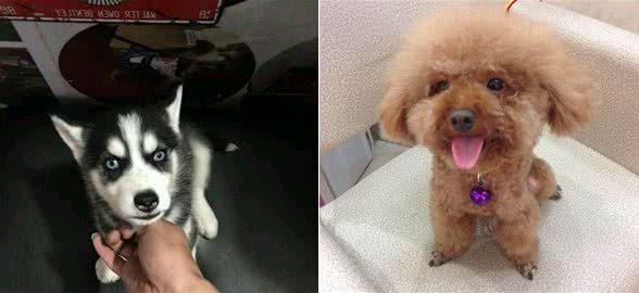 这几招教你学会挑选性价比最高的国产犬粮