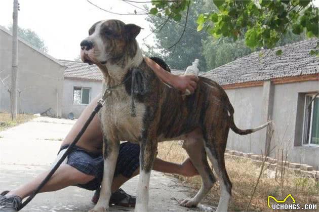 4种野兽等级的猛犬，一种混入了黑豹血统，一种拥着雄狮般的心脏