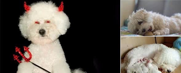 比熊犬的5个“底线”，千万别随便触碰，会伤心还可能会咬人