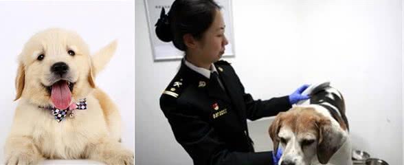 怎么挑选狗狗，要学会这7点基本功