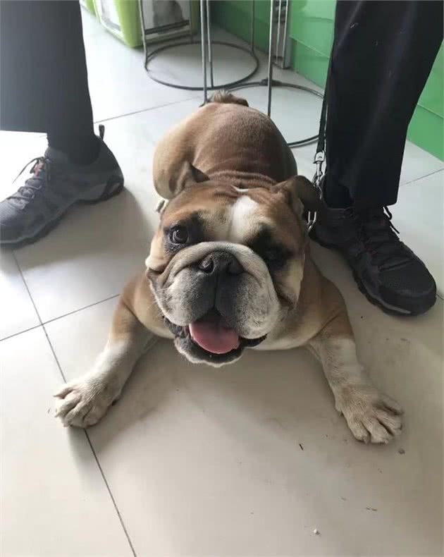 根据我短浅的养犬经验大部分人都做错了