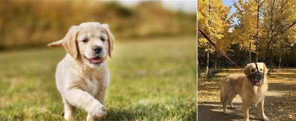 金毛犬总爱在家乱叫？那是主人没告诉狗狗，危险你来面对就能够了