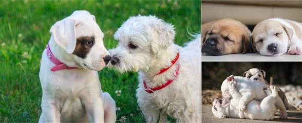 怎么判别两只狗狗关系好不好?有这4种行为,说明它们关系十分铁