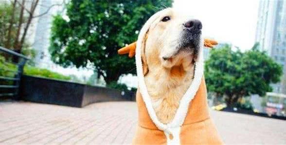给狗狗选衣服要注意哪些问题？「科瑞卡科普」