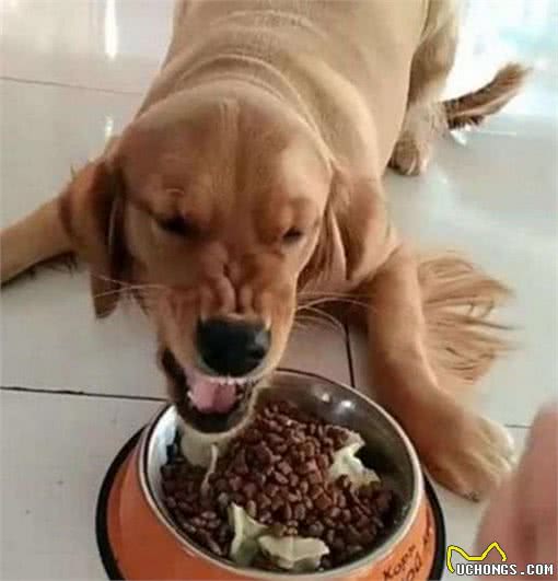 发现犬护食，要及时纠正这不良习惯，能够根据这5个步骤来