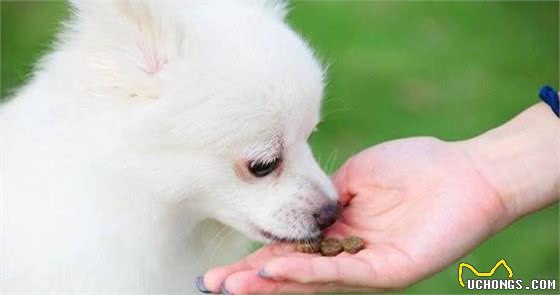 发现犬护食，要及时纠正这不良习惯，能够根据这5个步骤来